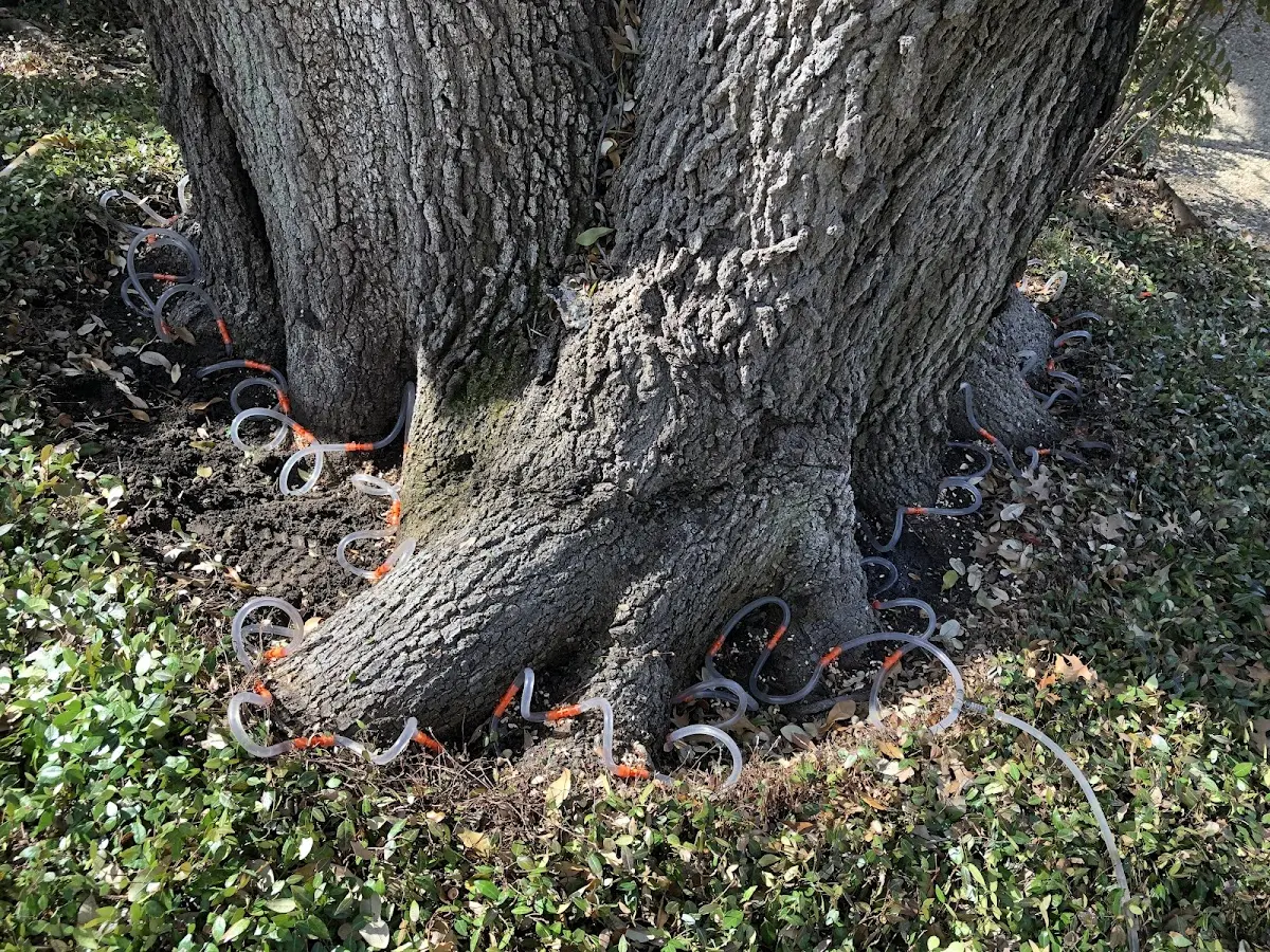 Detailed Tree Cabling and Bracing job site in Mountain